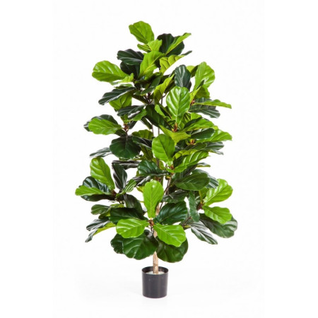 Fikus Lyrata Krzewiasty Krzew 130 cm