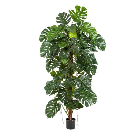 Monstera Kolumna 160-190cm