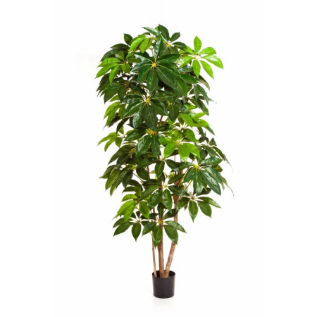 Szeflera Drzewkowata 190-220 cm