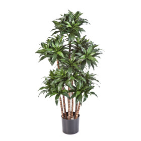 Dracena Wonna gęsta 120 cm