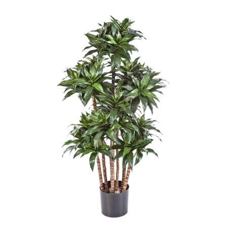 Dracena Wonna gęsta 120 cm