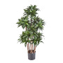 Dracena Wonna gęsta 120 cm