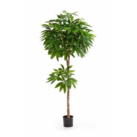 Drzewo Pachira 150-180 cm