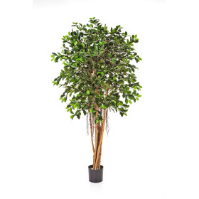 Fikus Retusa 150-210cm