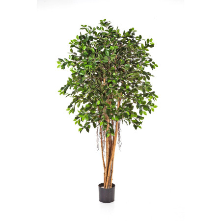 Fikus Lyrata 150-210cm