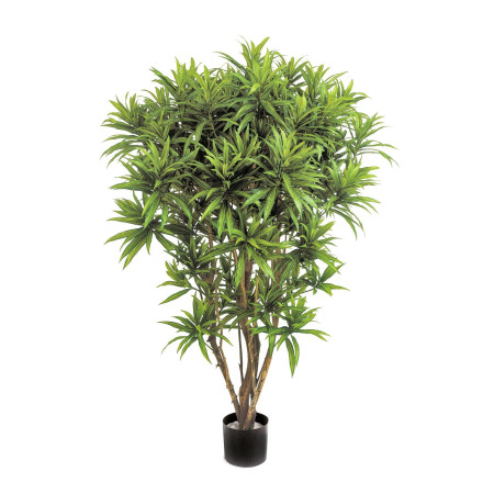 Dracena Reflexa Jamajka 145cm