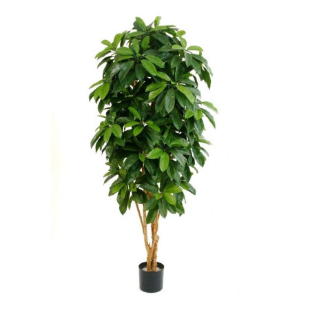 Szeflera Drzewkowata Lady 142-172 cm