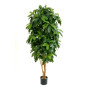 Szeflera Drzewkowata Lady 142-172 cm
