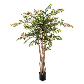 Bugenwilla Nitida Kremowy 150 cm