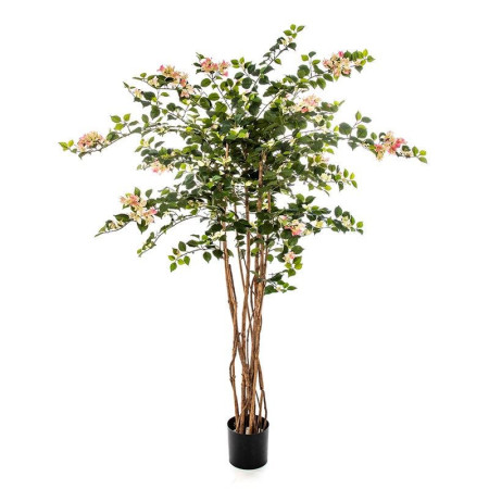 Bugenwilla Nitida Kremowy 150 cm