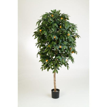 Drzewo Mandarynkowe 110-170cm