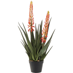 Aloes z Dwoma Kwiatami 80 cm