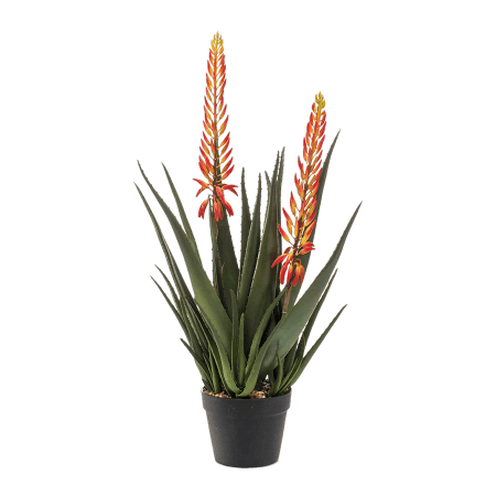 Aloes z Dwoma Kwiatami 80 cm
