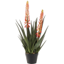 Aloes z Dwoma Kwiatami 80 cm