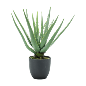 Aloes w doniczce 35 cm