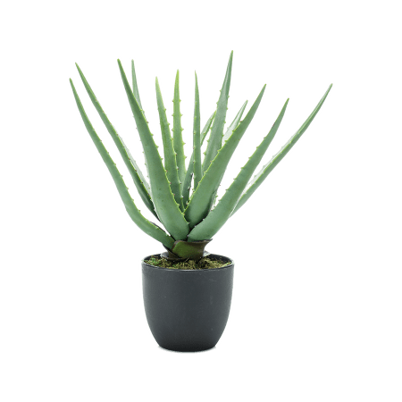 Aloes w doniczce 35 cm