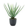 Aloes w doniczce 35 cm