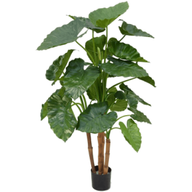 Alokazja Calidora 135 cm