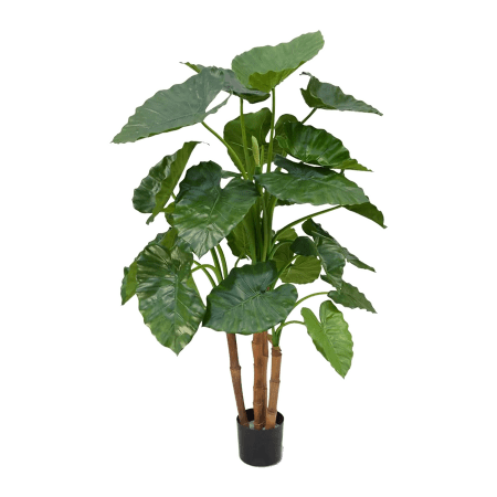 Alokazja Calidora 135 cm