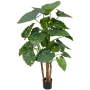 Alokazja Calidora 135 cm