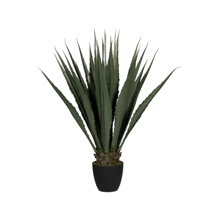Agawa 103 cm