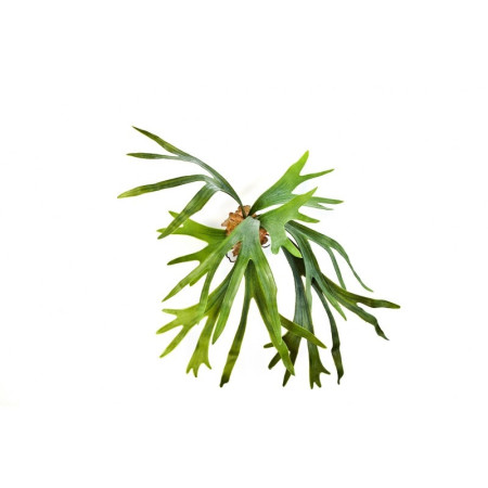 Paproć Staghorn 50 cm