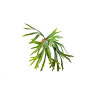Paproć Staghorn 50 cm