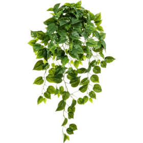 Epipremnum Wiszące Liście 90 cm