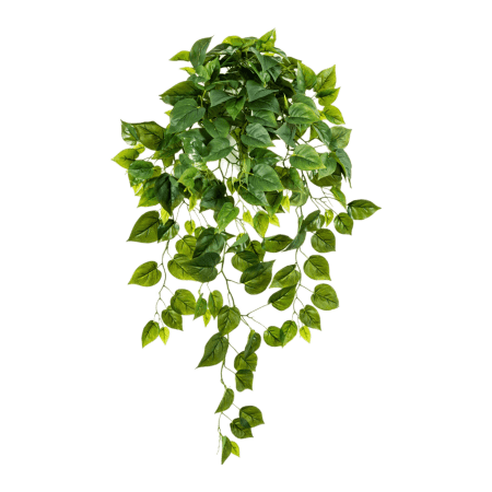 Epipremnum Wiszące Liście 90 cm