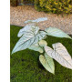 Kaladium białe 60 cm