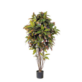 Kroton drzewko 150 cm