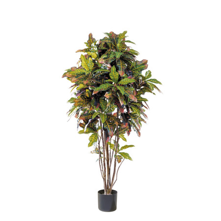 Kroton drzewko 150 cm