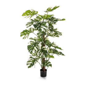 Monstera kolumna zielono-biała 160 cm