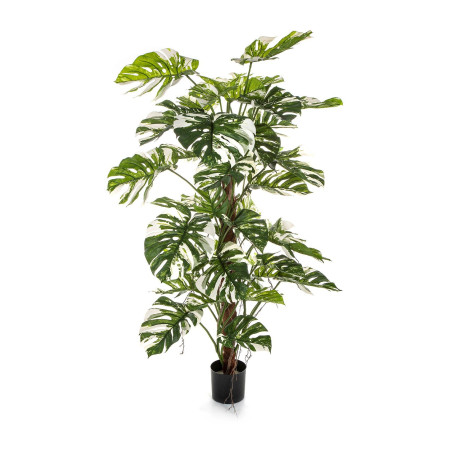 Monstera kolumna zielono-biała 160 cm