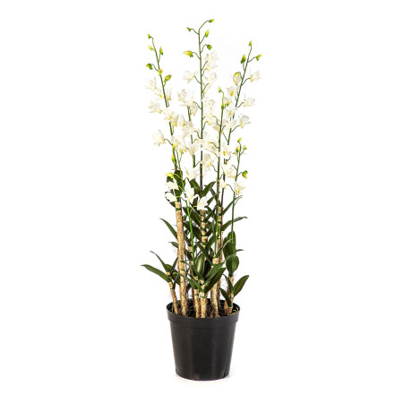 Orchidea Dendrobidium Biała z Doniczką