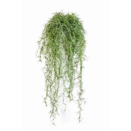 Paproć wisząca 80 cm