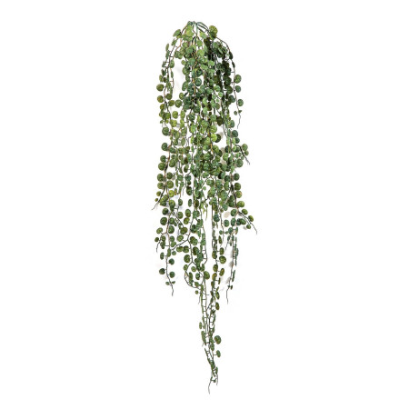 Peperomia Serpens Wiszący Krzew 90 cm