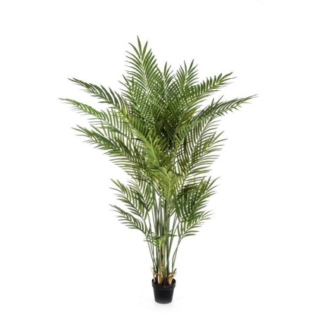 Palma Areka 80 cm