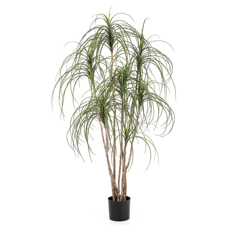 Drzewo Nitida
