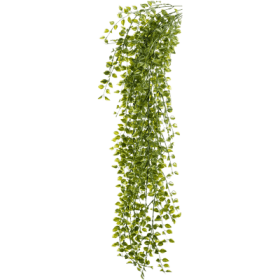 Figowiec Pumila UV 80cm