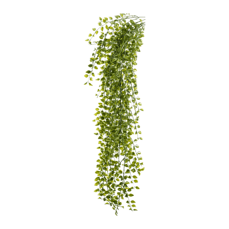 Figowiec Pumila UV 80cm