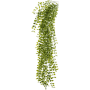 Figowiec Pumila UV 80cm