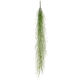 Trawa fasolowa 166 cm