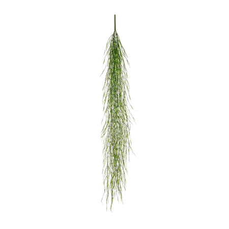 Trawa fasolowa 166 cm