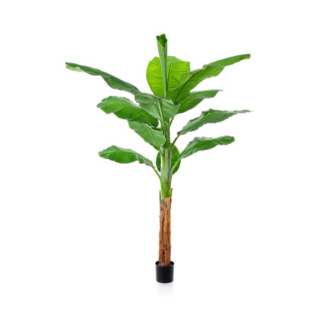 Królewskie drzewo bananowe 200cm