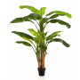 Drzewo Bananowe 180 cm - 300 cm