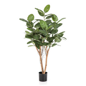 Fikus Audrey 140cm-200cm