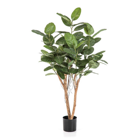 Fikus Audrey 140cm-200cm