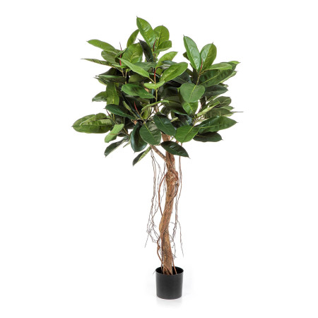 Ficus Elastica 155cm