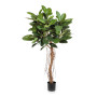 Ficus Elastica 155cm